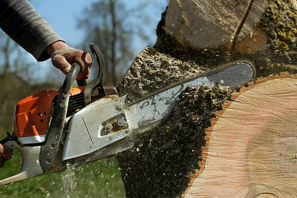 Best Tree Stump Removal  in Pleasant Grove, UT